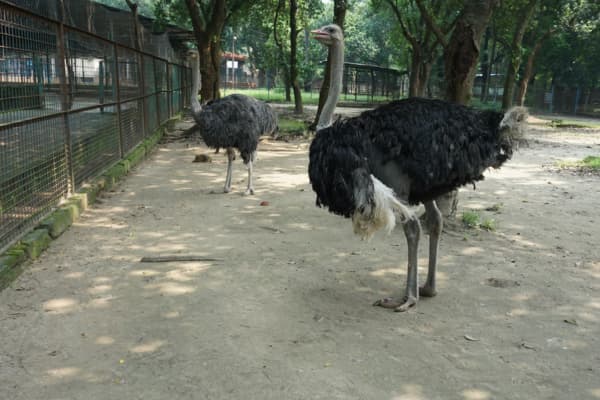 Desaru Alpaca Farm Cover